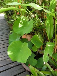 Close-up of fresh green plant