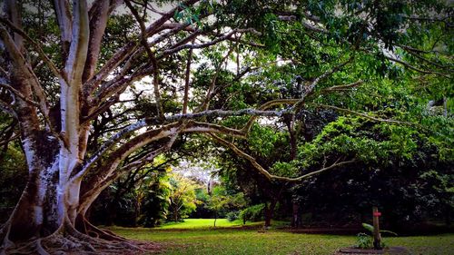 Trees growing in park