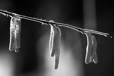 Close-up of frozen twig