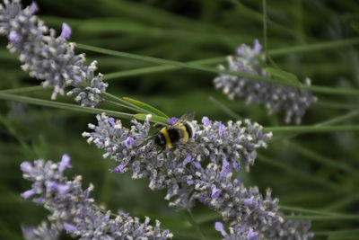 Close-up of bee pollinating on purple flower