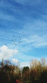 Birds flying over trees against sky