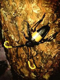 Close-up of insect on wall