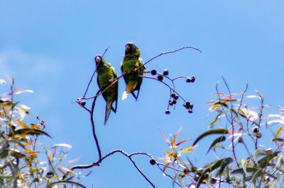 Low angle view of insect on plant against blue sky