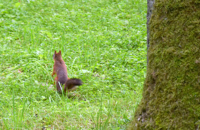 Monkey in a field