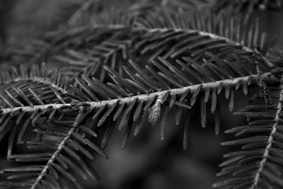 Close-up of pine tree branch