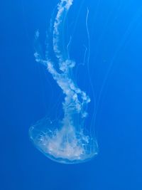 Close-up of jellyfish against blue background