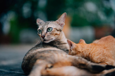 Close-up portrait of a cat