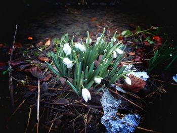 Close-up of crocus blooming outdoors