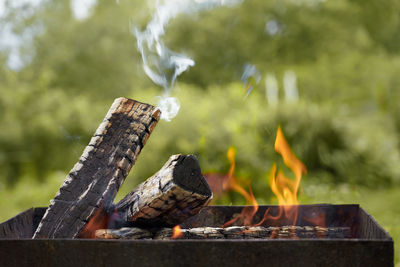 Close-up of lizard on wood
