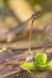 Beautiful animal couple of red dragonflies pairing in the wild nature breading and deposing eggs