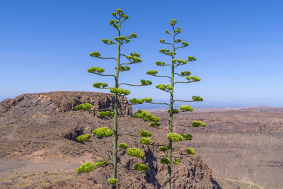 Low angle view of tree against clear blue sky