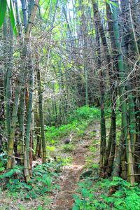 View of trees in forest