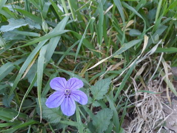 High angle view of purple flowering plant on field