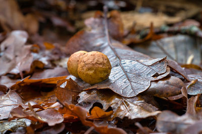 Close-up of dry maple leaves on land