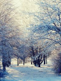 Bare trees on snow covered landscape