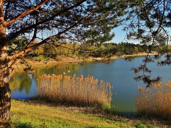 Scenic view of lake in forest against sky