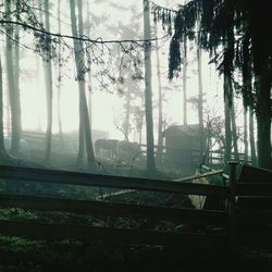 Trees in the dark