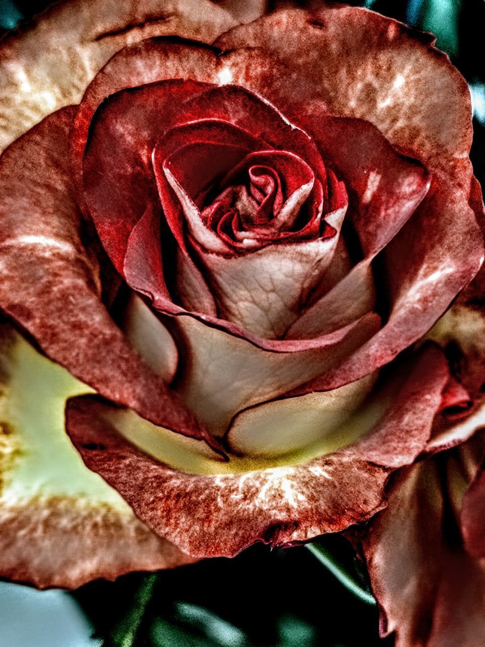 CLOSE-UP OF RED ROSE IN BLOOM