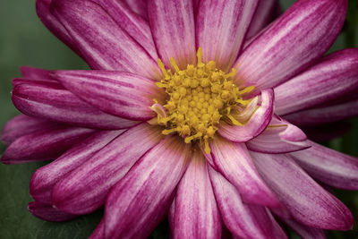 Close-up of pink flower