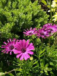 Close-up of flowers blooming outdoors