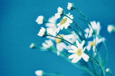 Close-up of white flowers