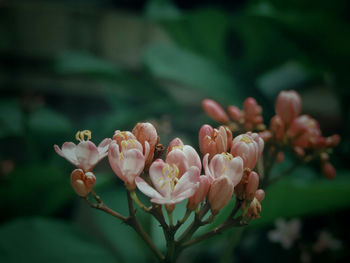 Close-up of pink flowers