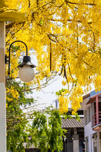 Low angle view of hanging tree