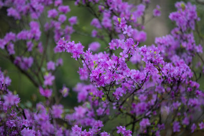 Close-up of purple flowering plants