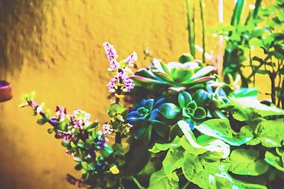 Close-up of flowering plant against wall