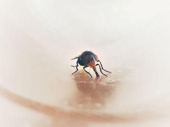 Close-up of fly