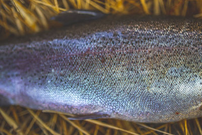 Close-up of fish