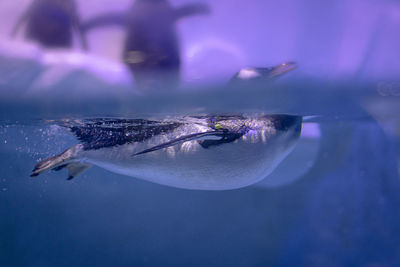 Fish swimming in sea