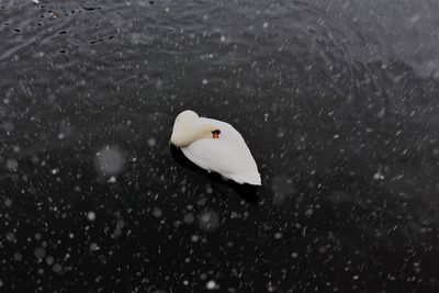 High angle view of bird white swan in water