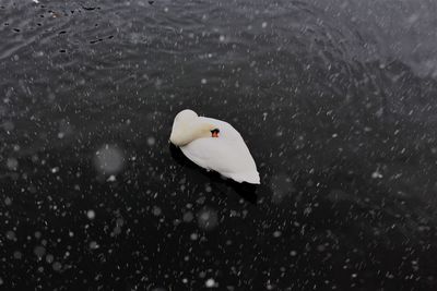 High angle view of bird in water