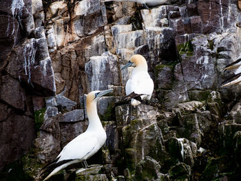 White bird perching on rock formation