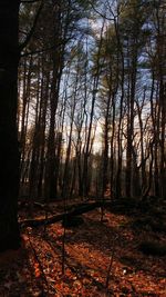 Trees in forest