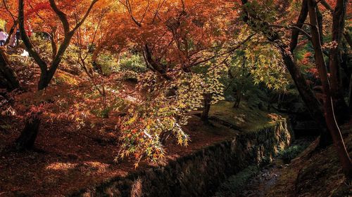 Trees in forest during autumn