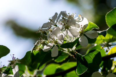 Close-up of white flowering plant