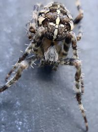 Close-up of spider