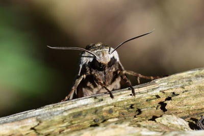 Close-up of insect on wood