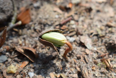 Plant in nature