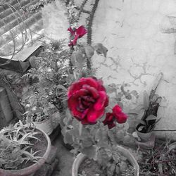 Close-up of pink rose