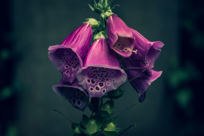 Close-up of pink rose flower