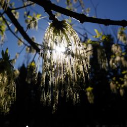 Close-up of flower hanging on tree against sky