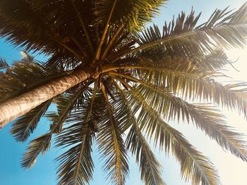 Low angle view of palm trees against clear sky