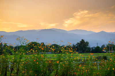 Scenic view of grassy field against sky during sunset