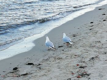 High angle view of seagulls on beach