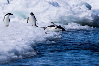 View of birds in water