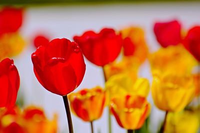 Close-up of red tulips