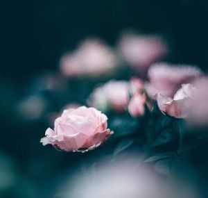 Close-up of pink rose